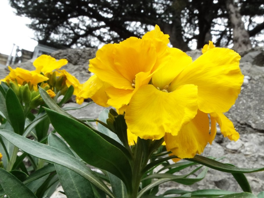 Желтофиоль это за цветок что