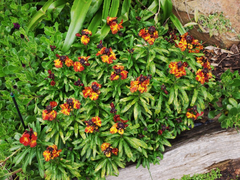 Хейрантус в ландшафтном дизайне