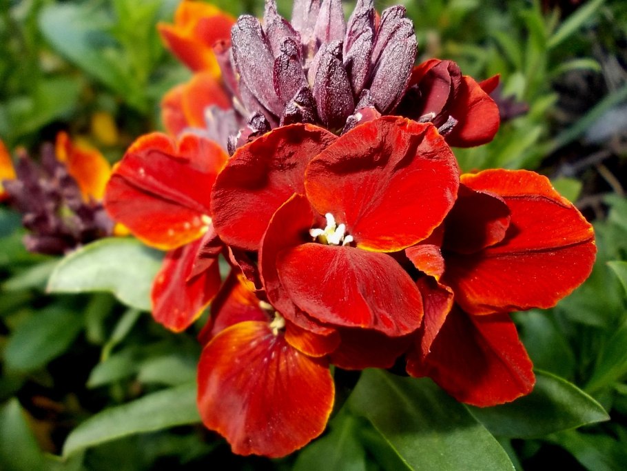 Желтушник чери Лакфиоль