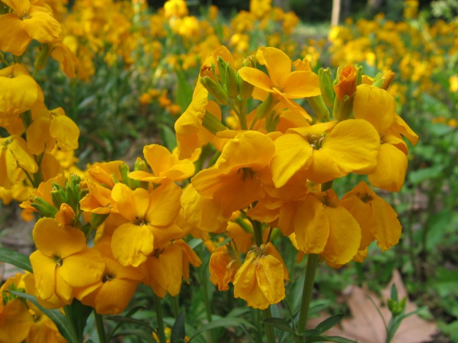 Лакфиоль Хейрантус