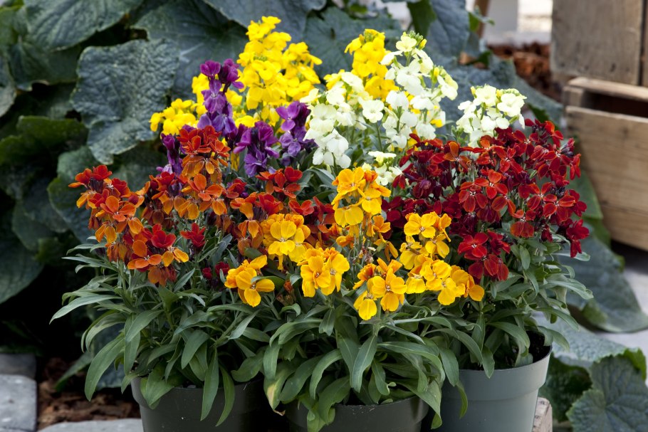 Лакфиоль ( Хейрантус) Шугар Раш микс