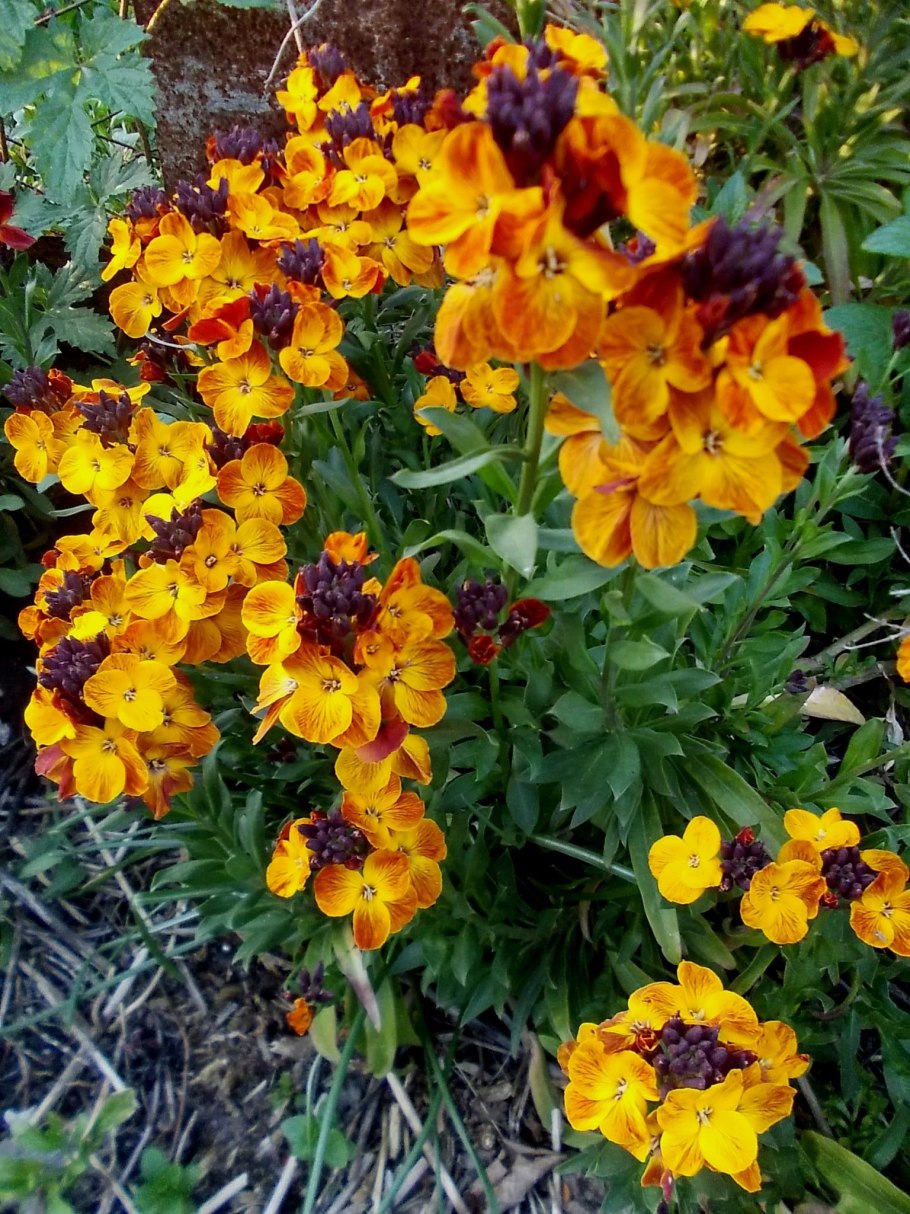 Лакфиоль сибериан