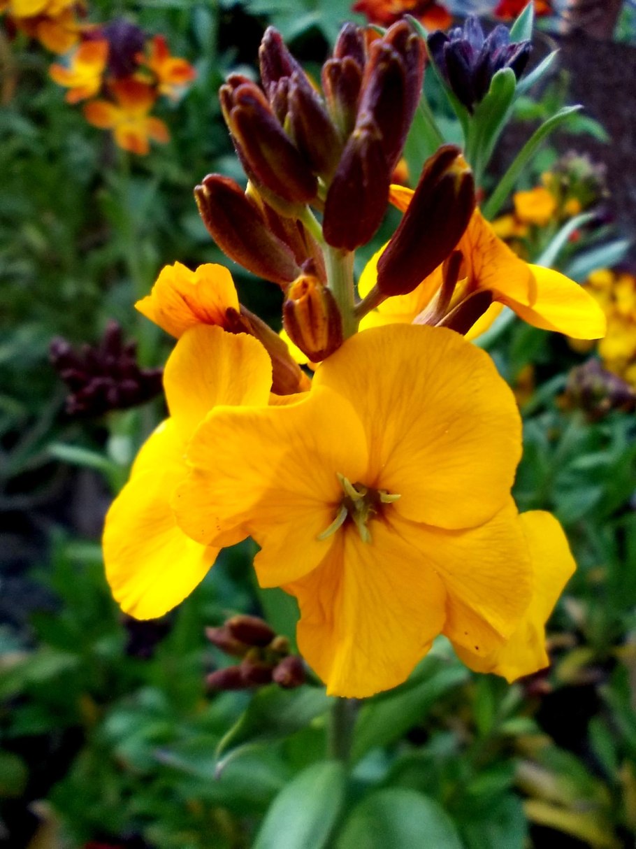 Лакфиоль Хейрантус