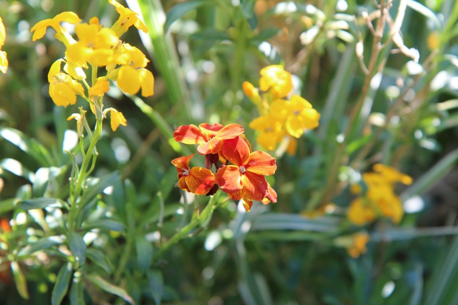 Желтофиоль Садовая