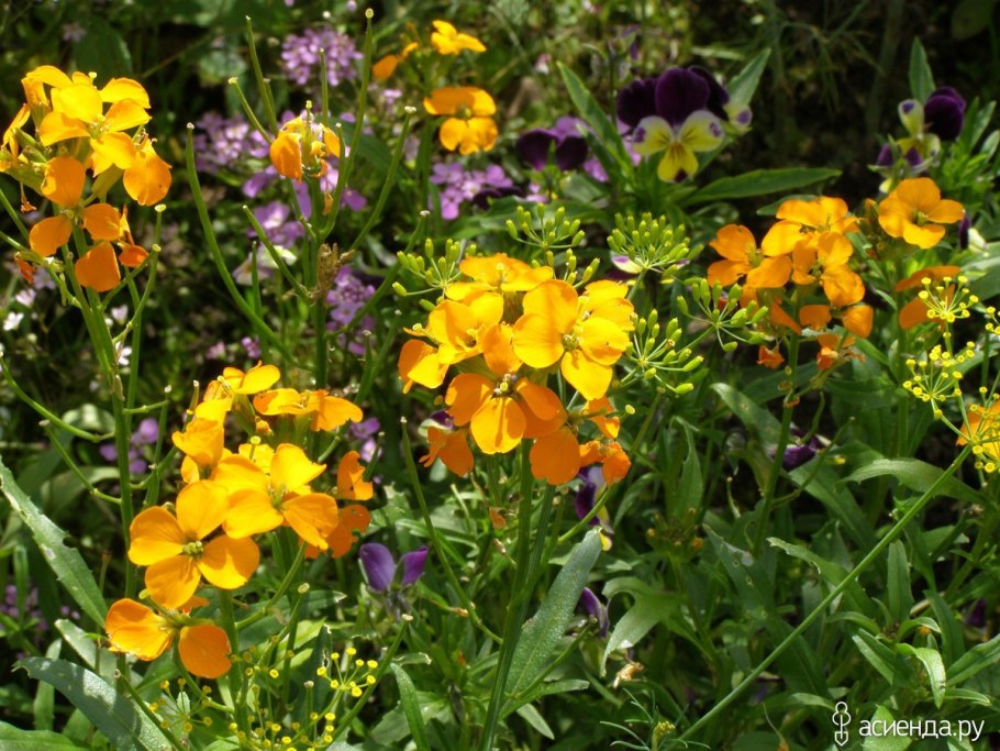 Лакфиоль или немезия