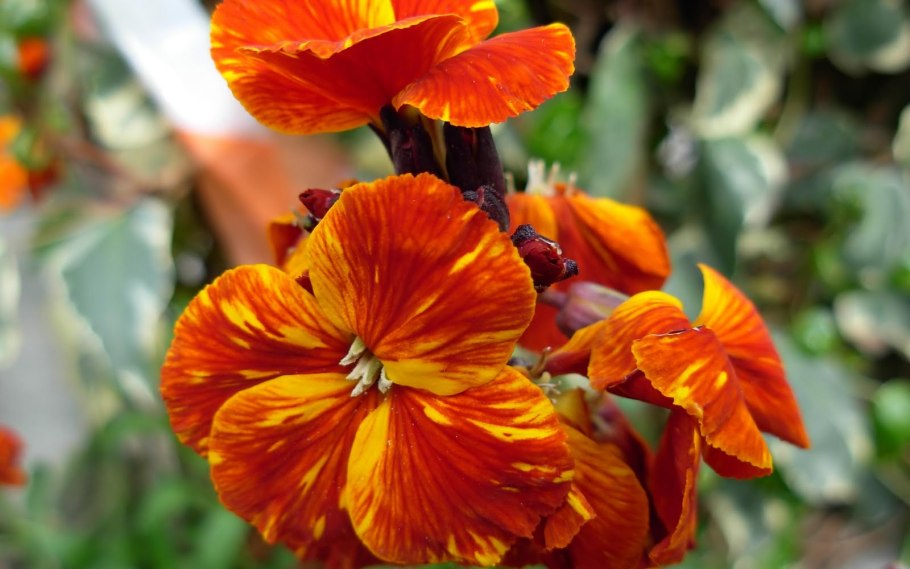 Лакфиоль Хейрантус