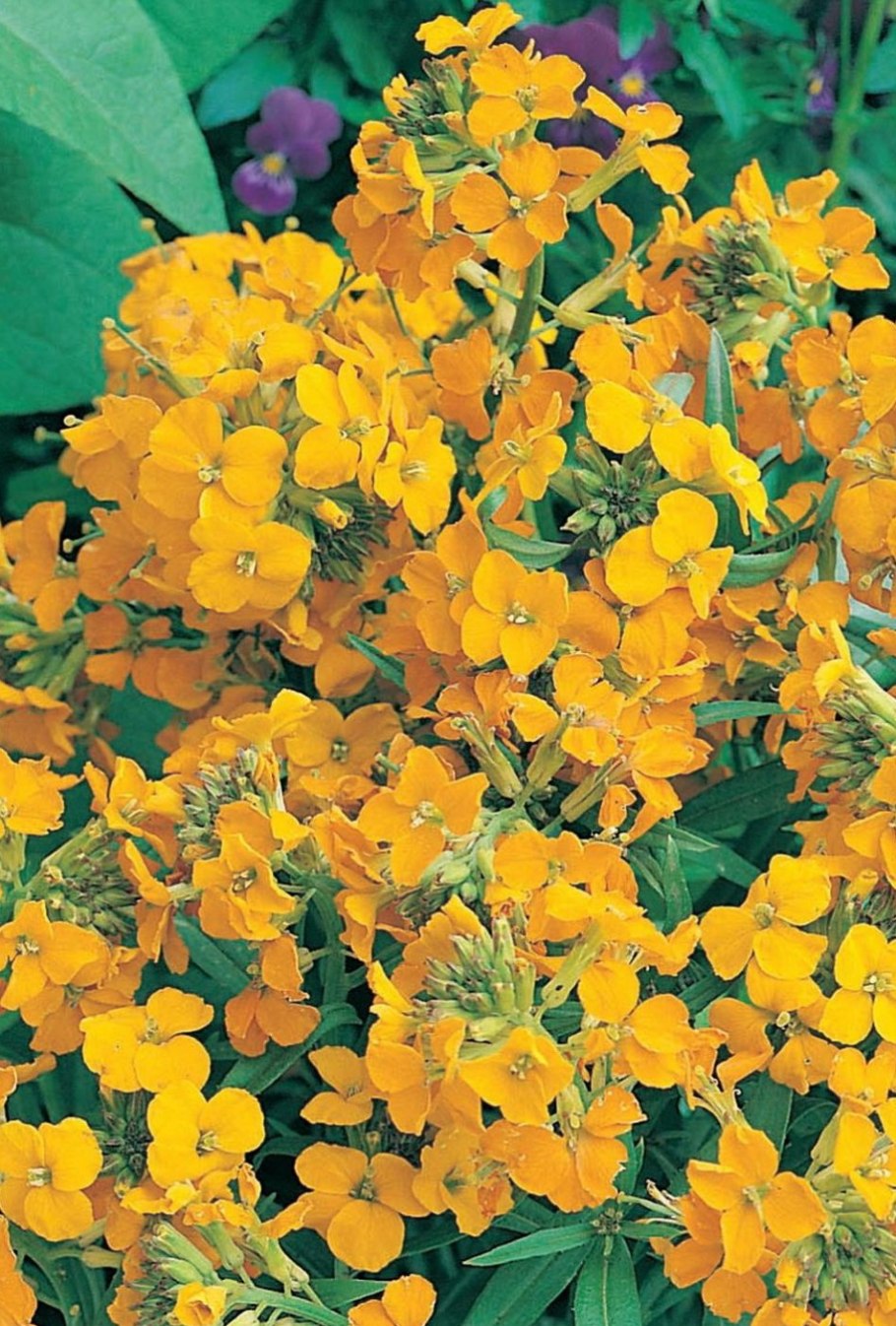 Люпин Хейрантус