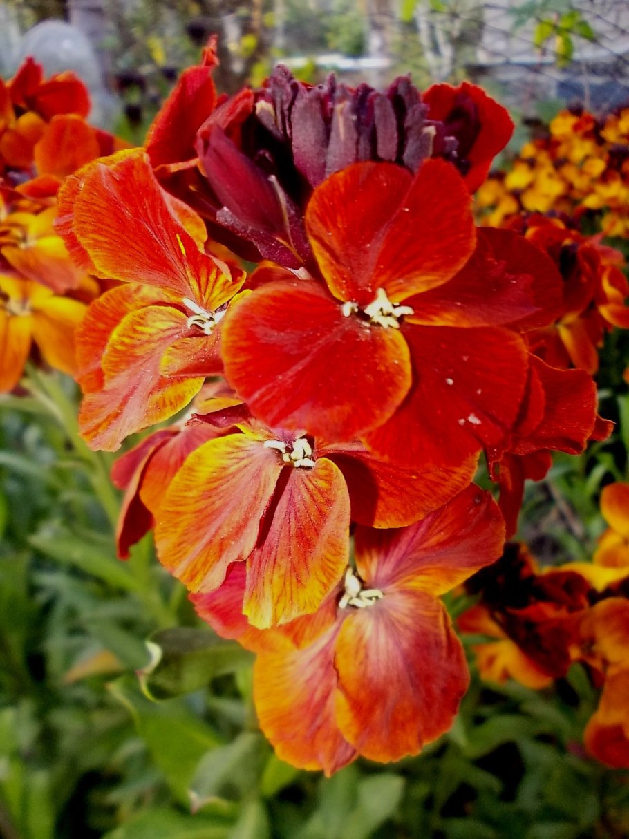 Лакфиоль Снежная Королева смесь