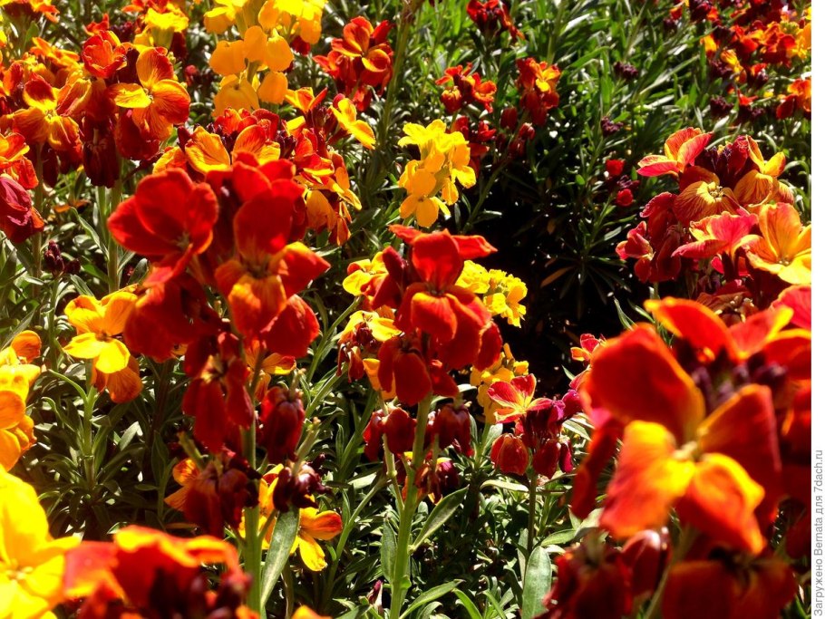 Лакфиоль предчувствие