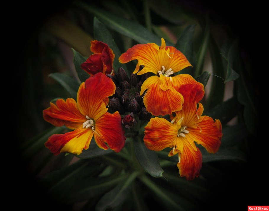 Лакфиоль сибериан