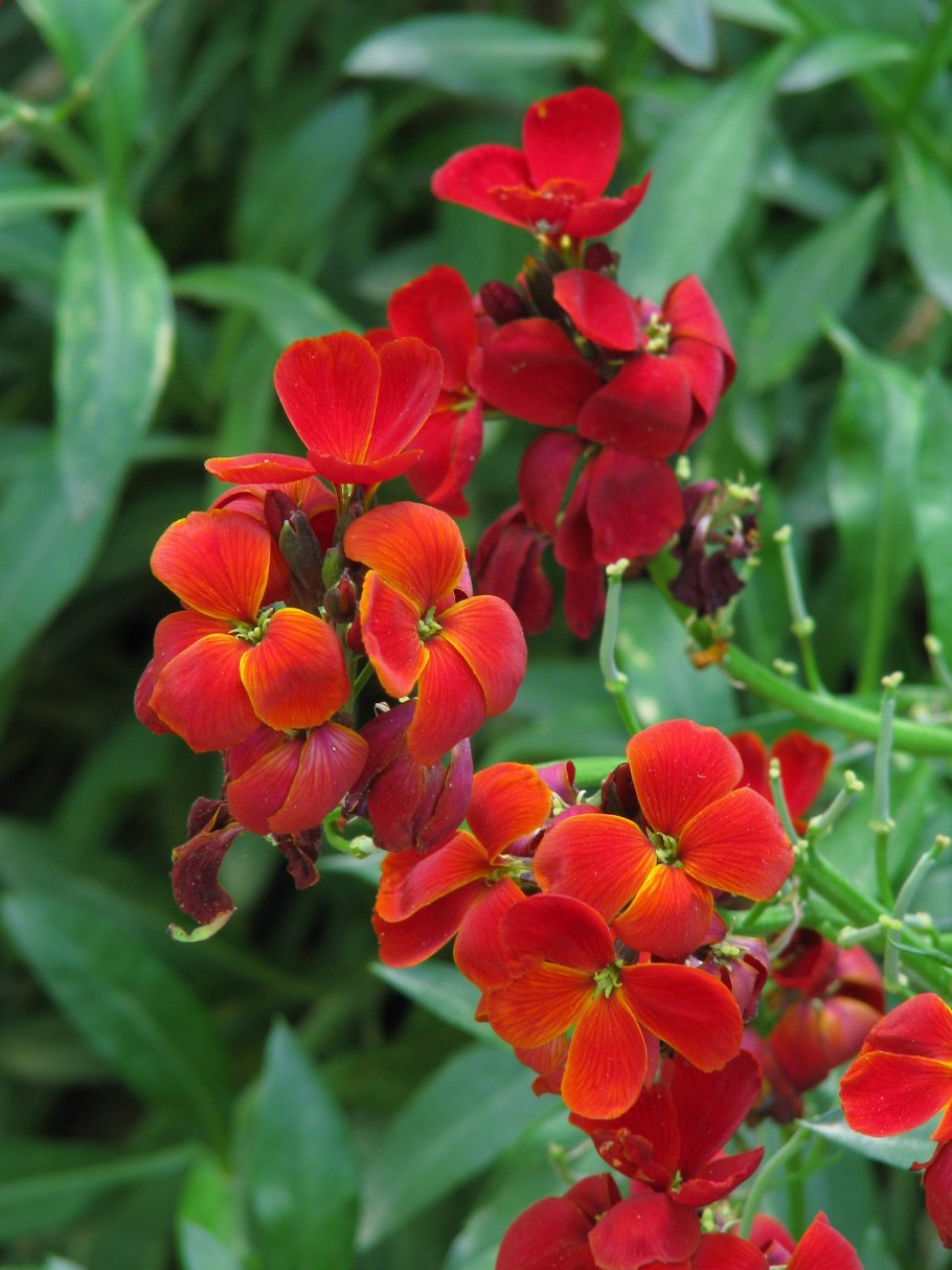 Лакфиоль Хейрантус