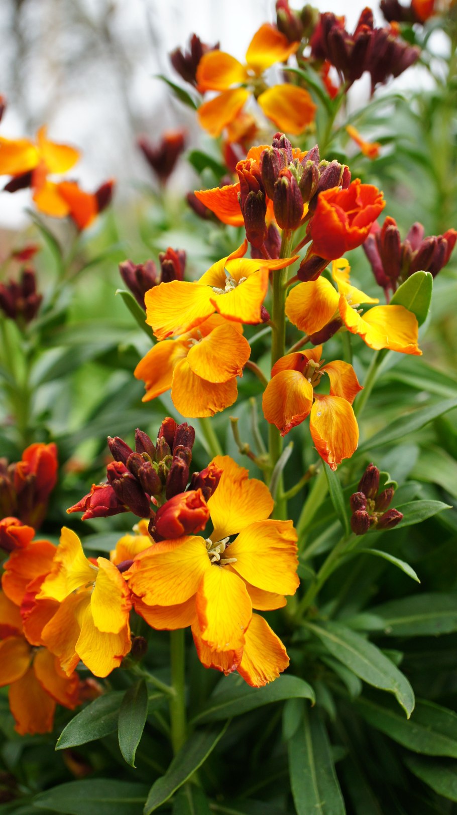 Лакфиоль Лиана