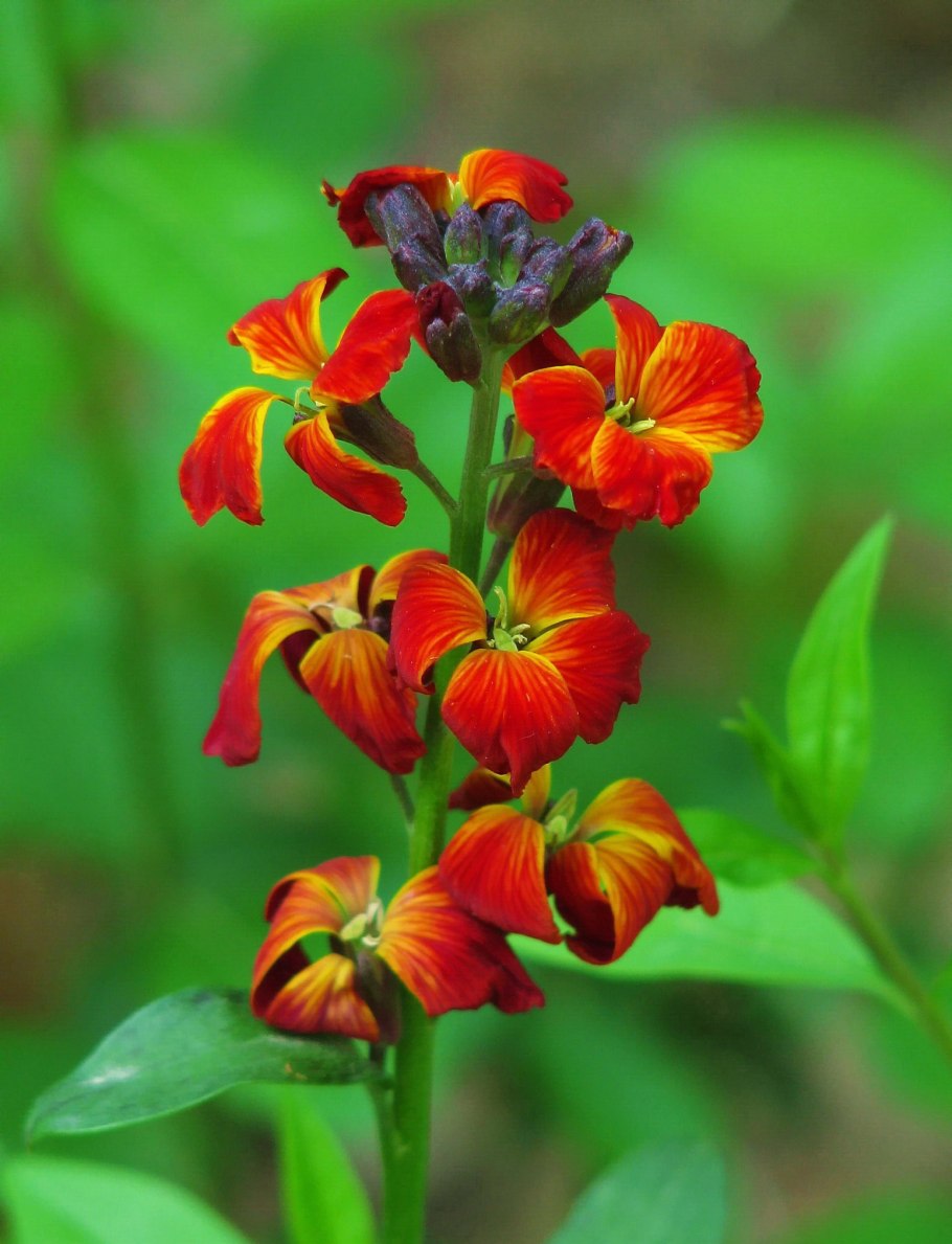 Лакфиоль Хейрантус