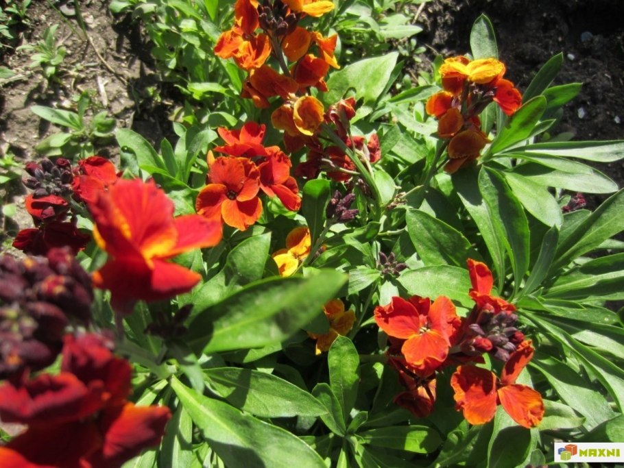 Хейрантус вулкан velvety Crimson