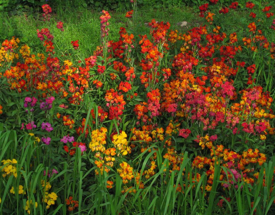 Лакфиоль бордюр