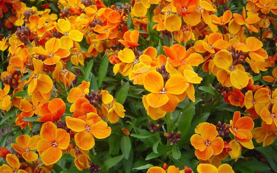 Желтушник черри