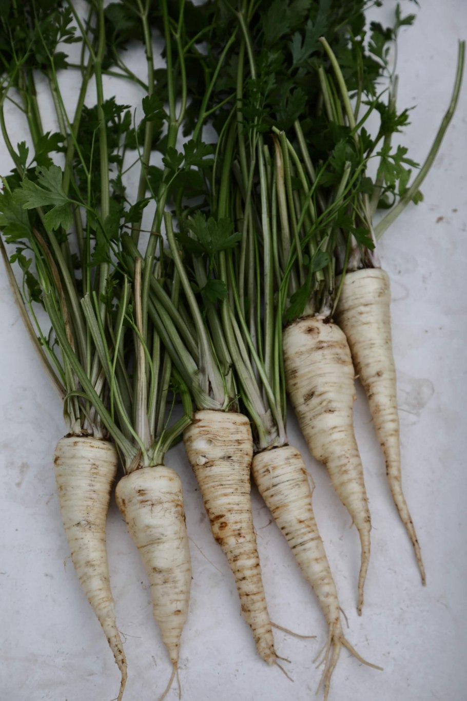 Семена петрушка Альба корневая