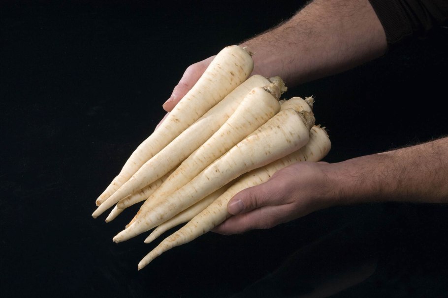 Ростки кориандра