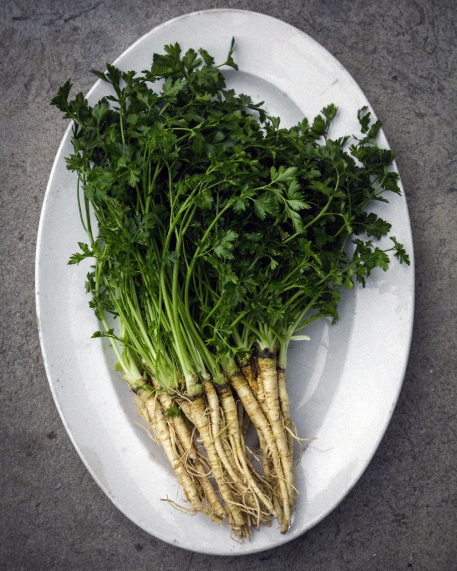 Пастернак посевной корень