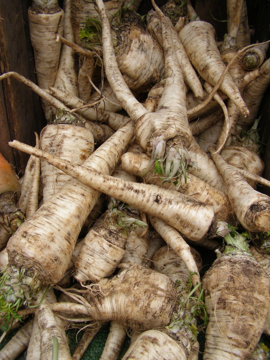 Петрушка корнеплод