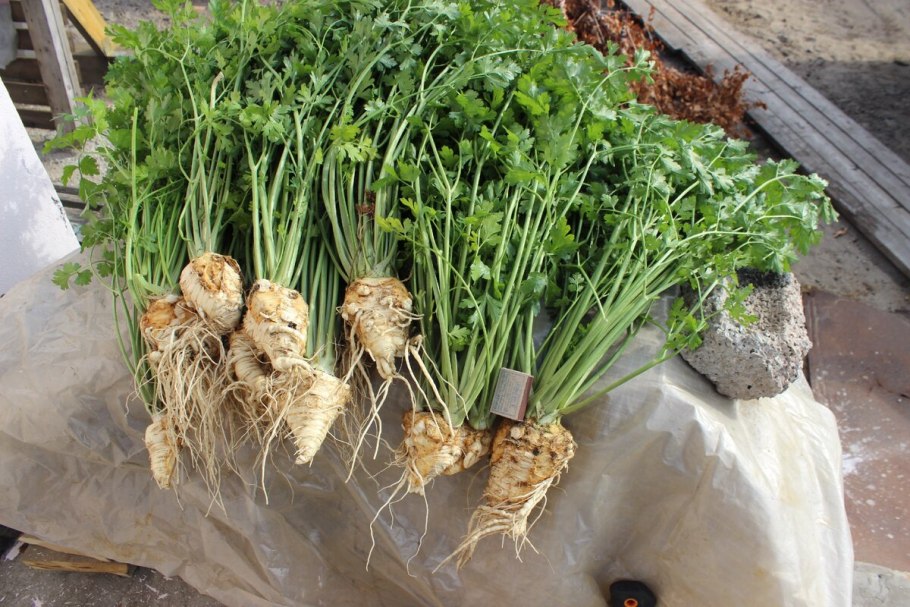 Петрушка корневая семена