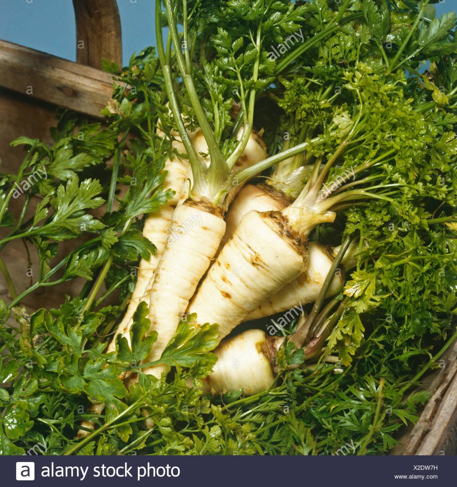 Корень петрушки