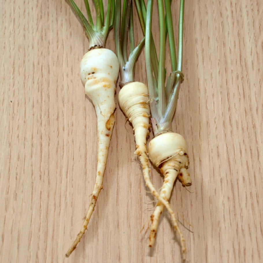 Petroselinum crispum корень петрушки