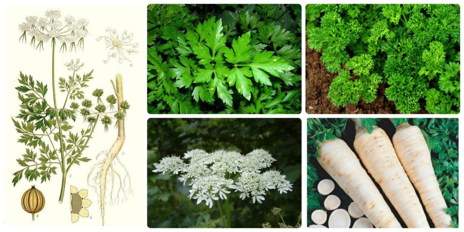 Parsley root
