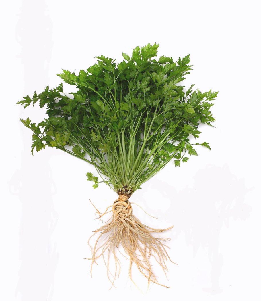 Петрушка зелень корнеплод
