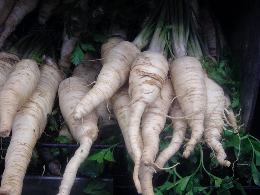 Петрушка корнеплод