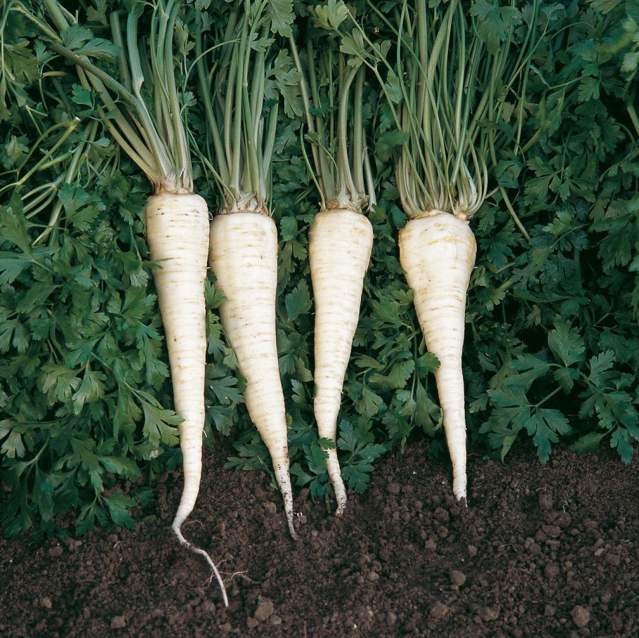 Корневая петрушка корневая петрушка