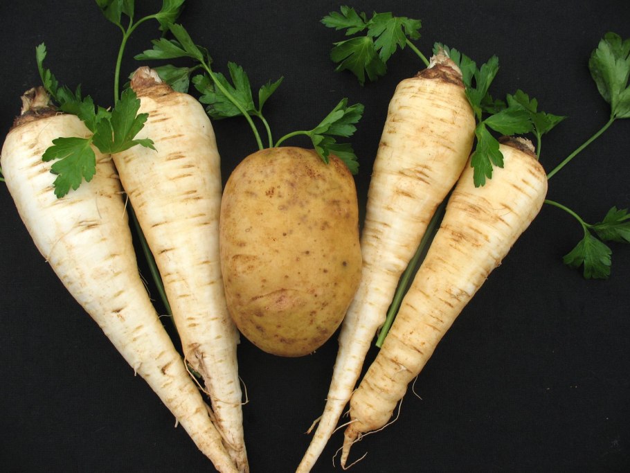 Пастернак растение петрушка