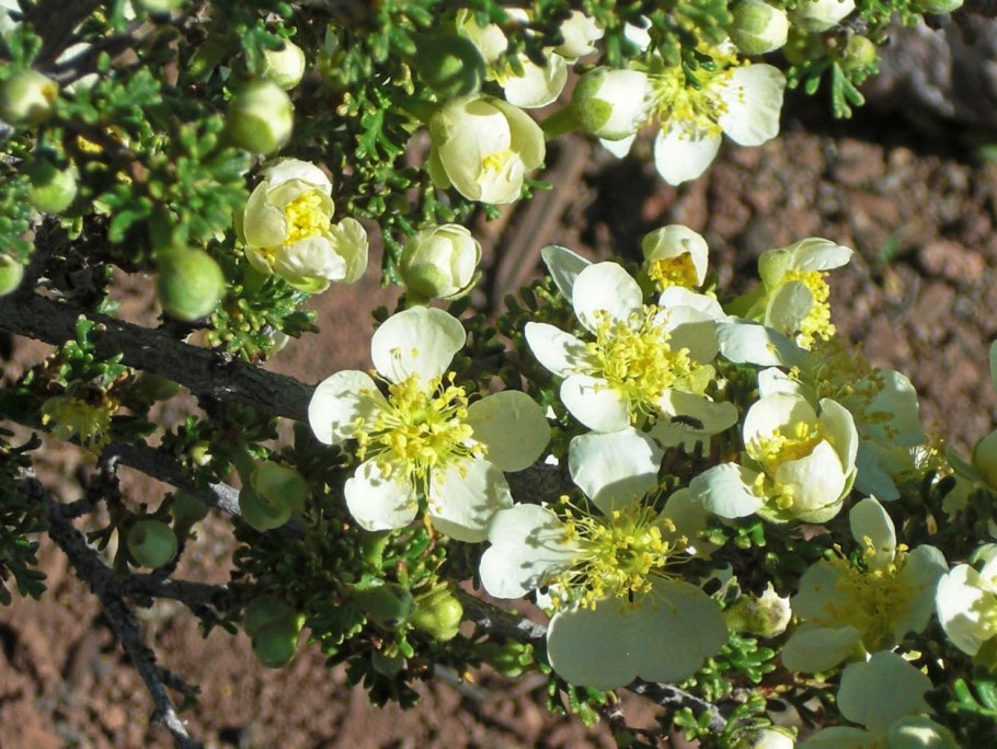 Пуршия трехзубчатая