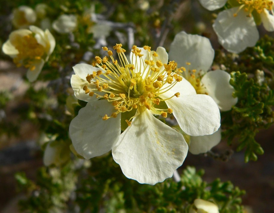 Пуршия трехзубчатая