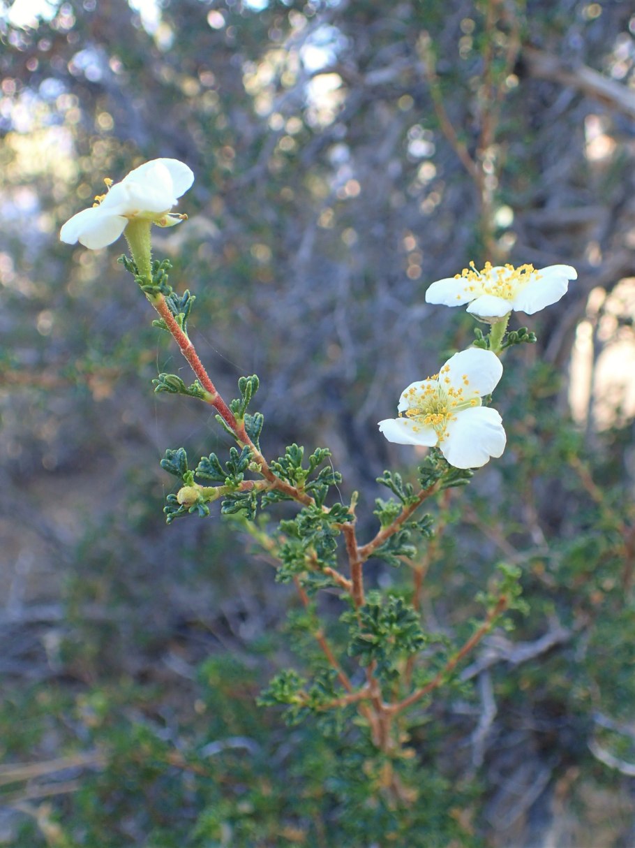 Пуршия трехзубчатая Морозостойкость