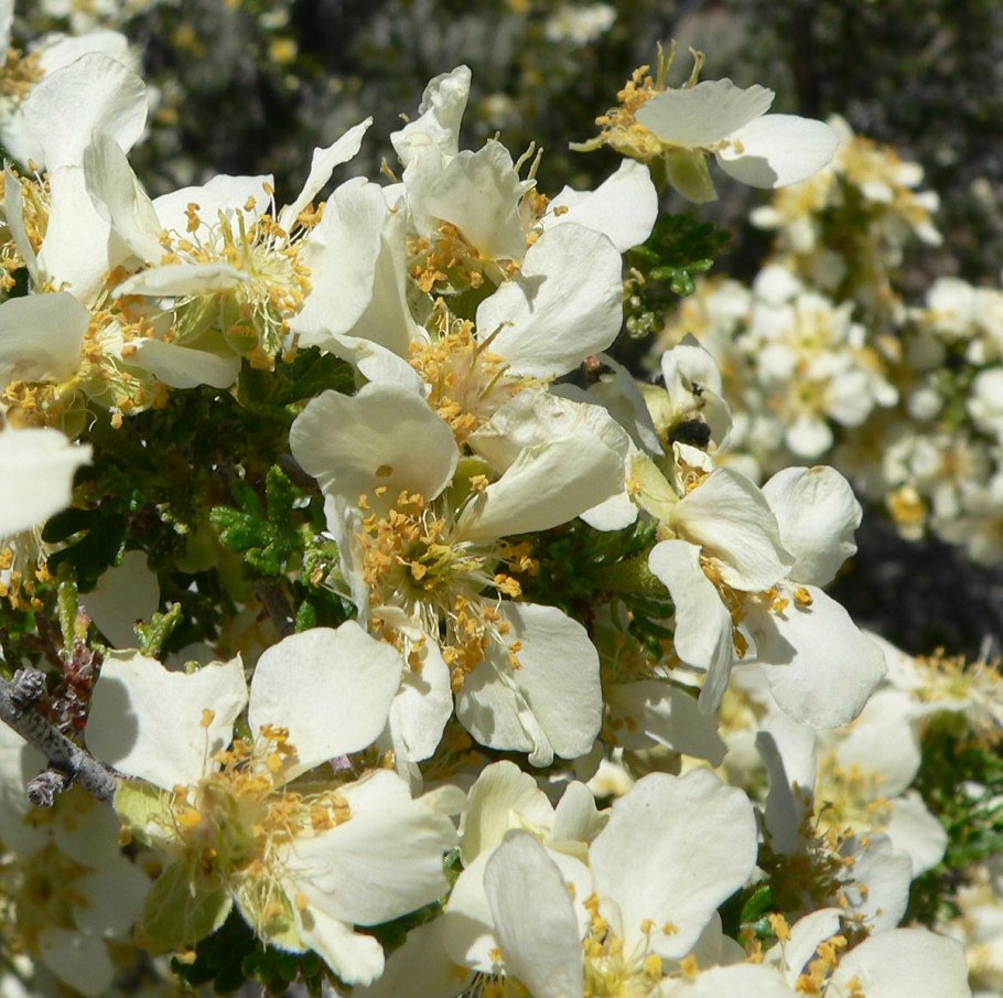 Пуршия трехзубчатая Морозостойкость