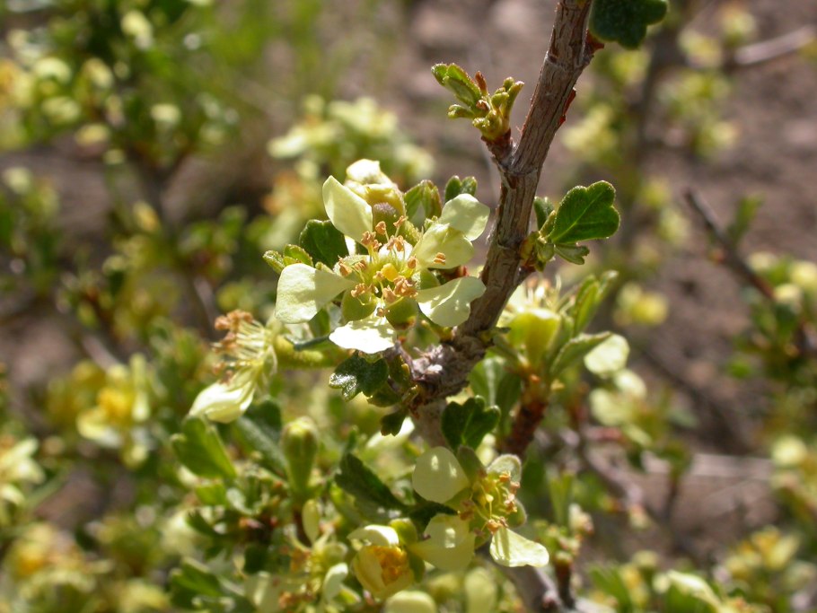 Sibbaldiopsis tridentata