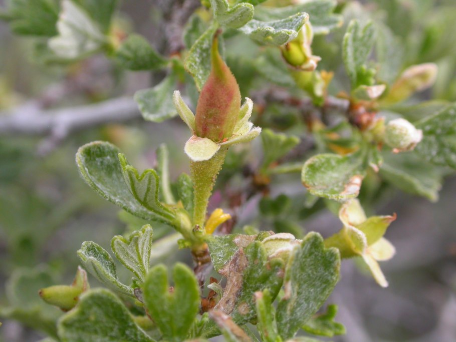 Пуршия трехзубчатая