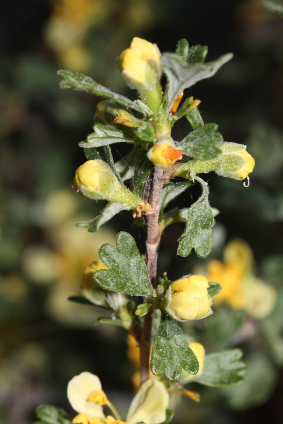 Пуршия трехзубчатая