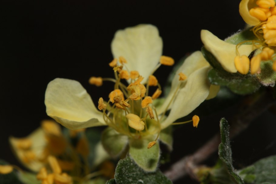 Пуршия трехзубчатая