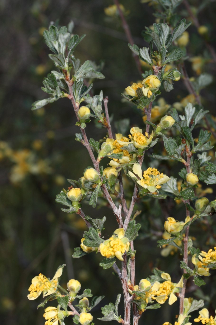 Пуршия трехзубчатая