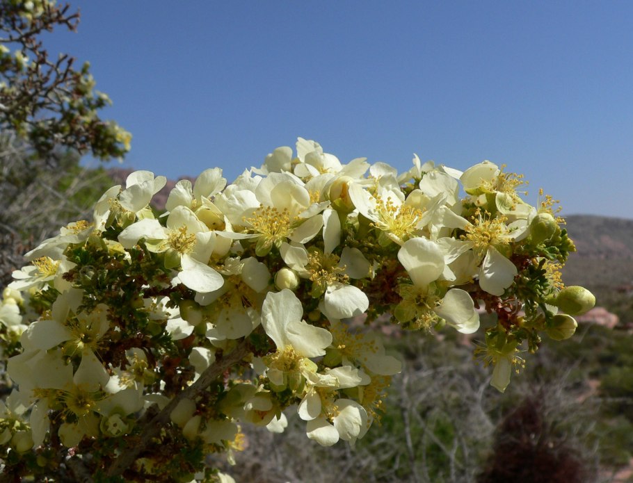 Пуршия трехзубчатая