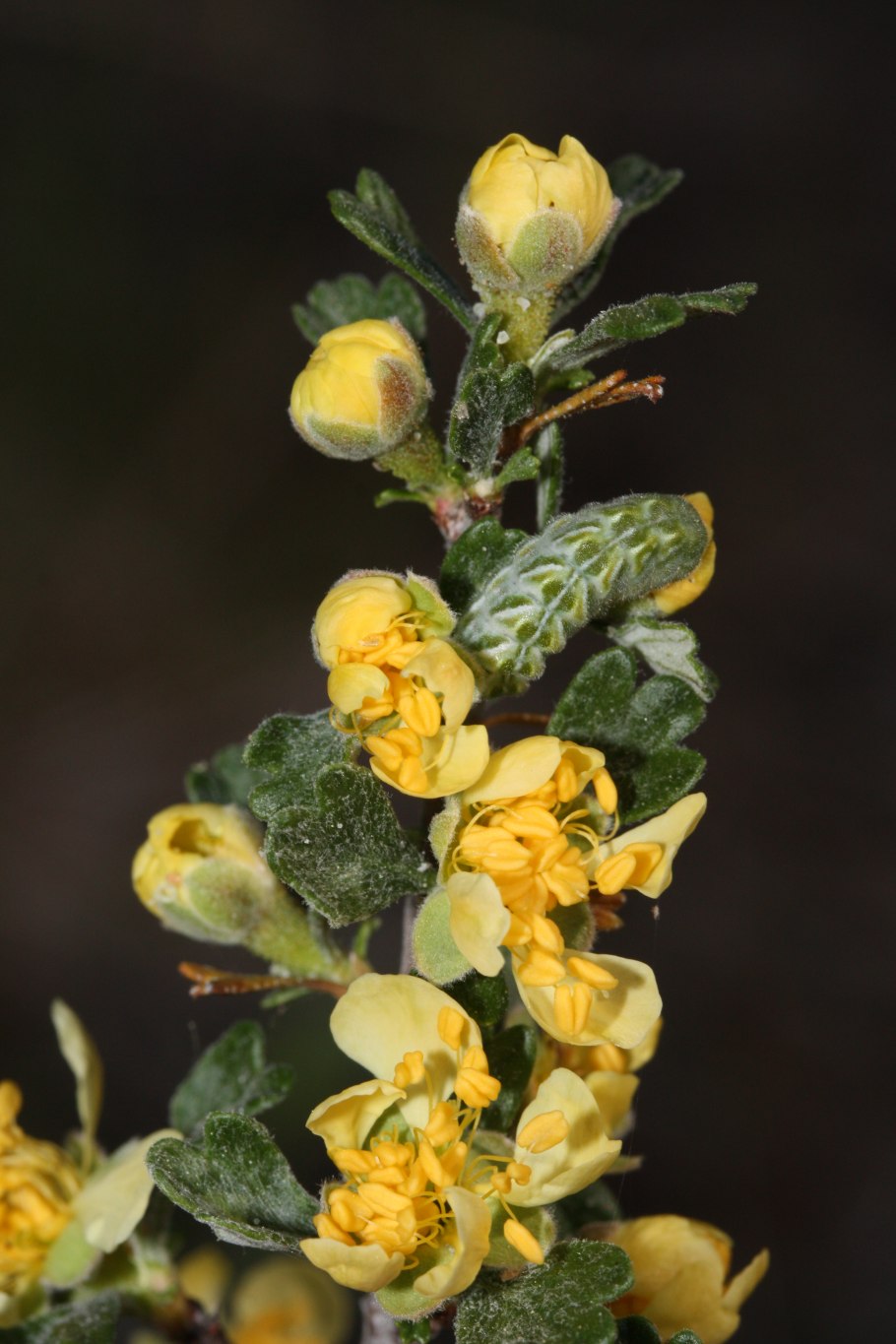 Пуршия трехзубчатая Морозостойкость