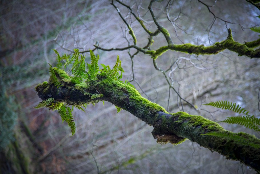 Мох на дереве