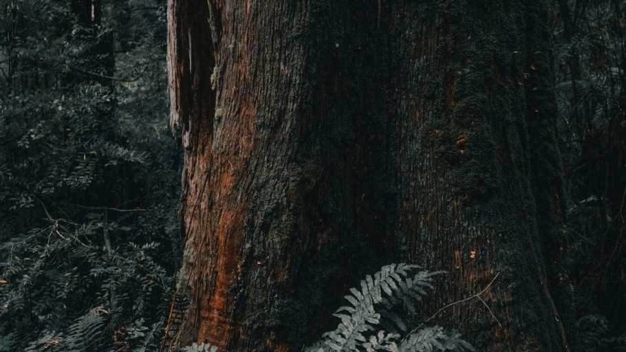 Папоротник эпифит тропический