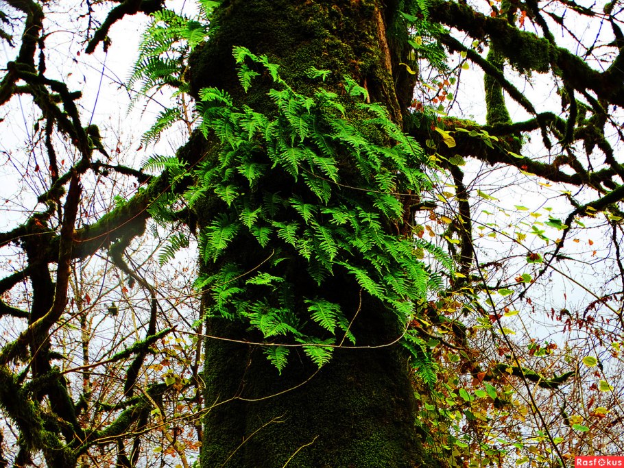 Папоротник дерево