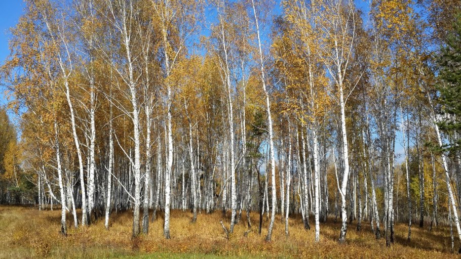 Betula Silver Birch