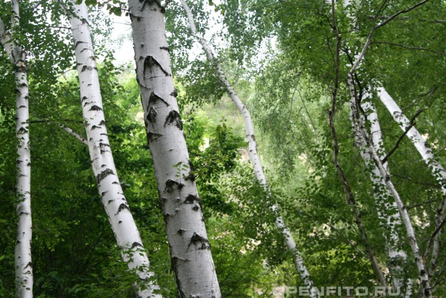 Береза Белокаменная