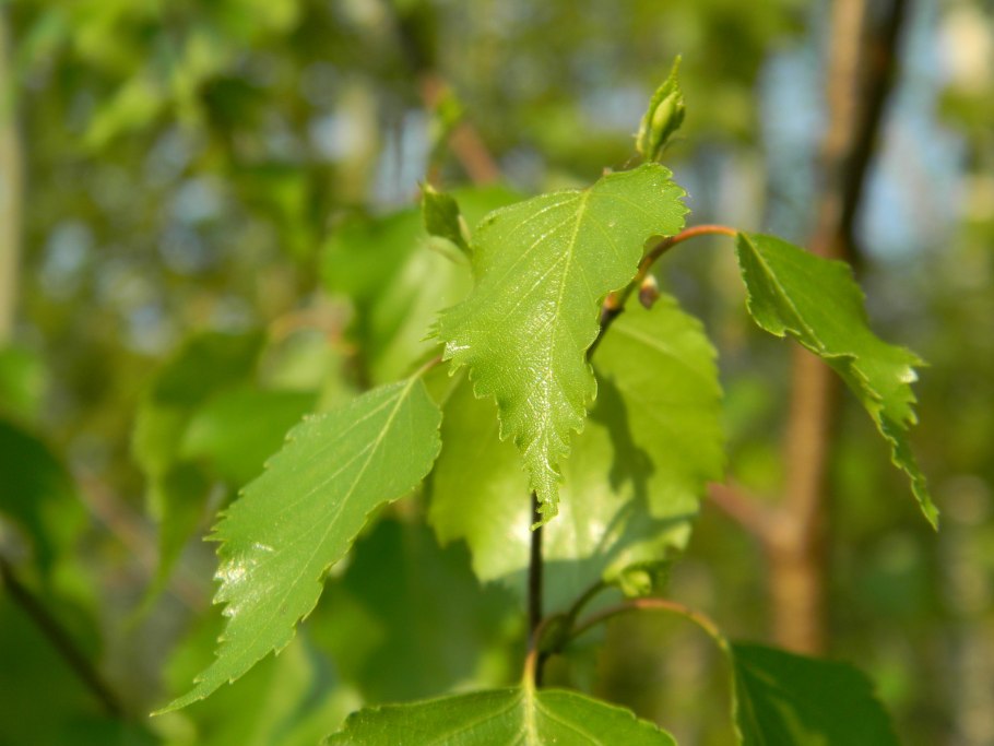 Талина дерево