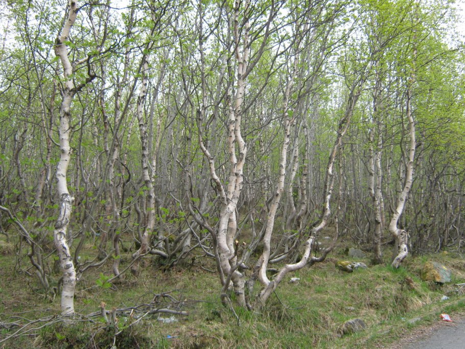 Береза японская Betula japonica